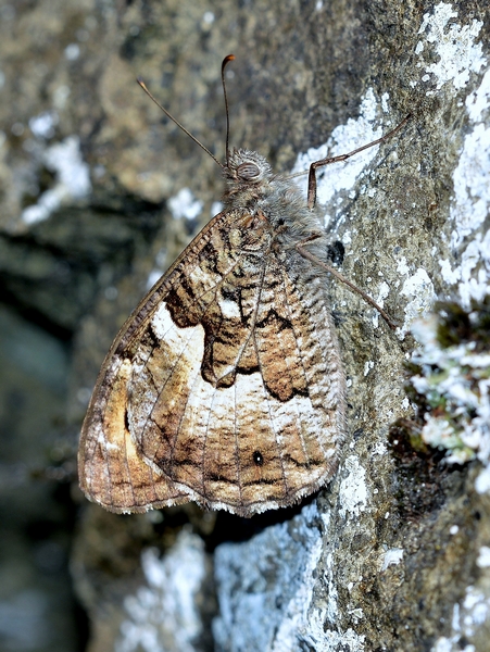 Hipparchia semele